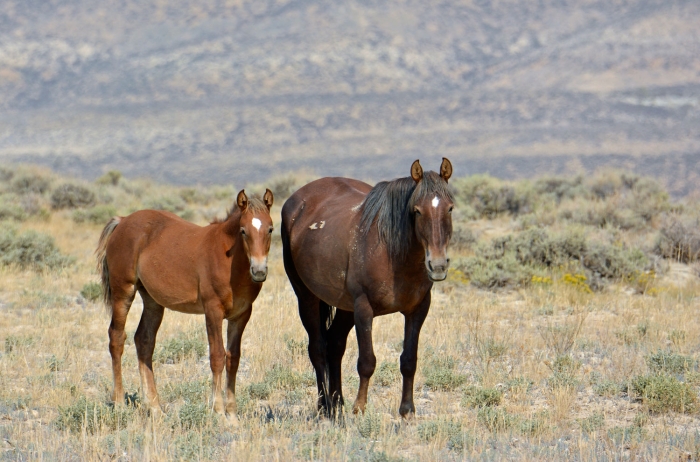 Mom and Foal