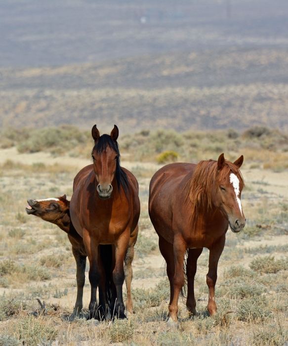 Wrong Side of the Pasture