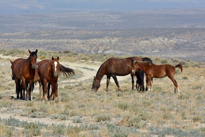 Another Foal