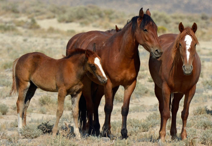 Two Mares and a Foal