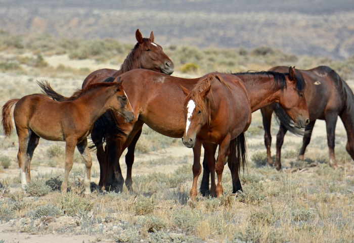 Mustangs Mingling