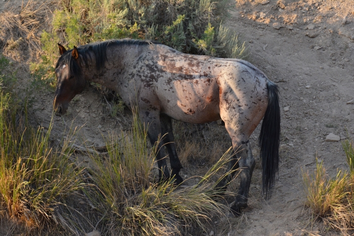 Around the Water Hole