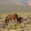 Mother and Foal