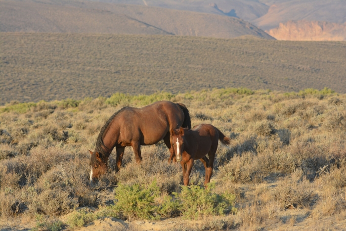 Mother and Foal