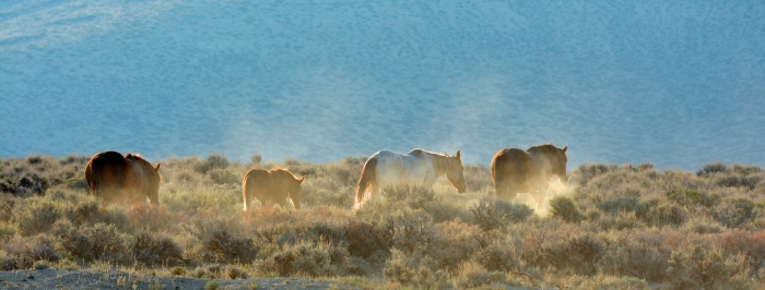 Kicking Up Dust