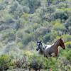 Wild in the Rabbit Brush