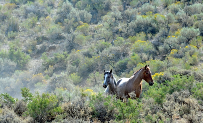 Wild in the Rabbit Brush