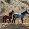 Leaving the Water Hole