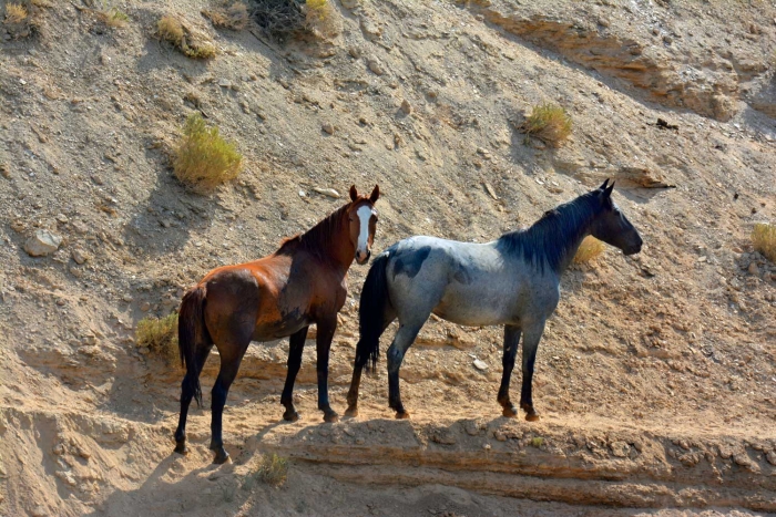 Leaving the Water Hole