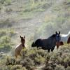 Leaving the Water Hole