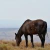 A Battled-Scarred Stallion