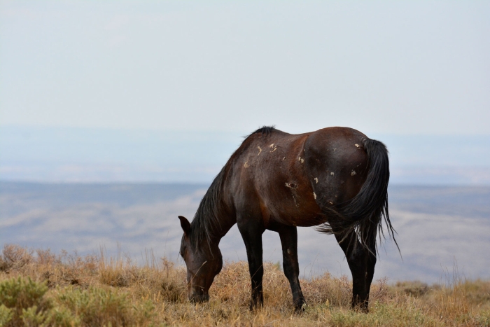 A Battled-Scarred Stallion