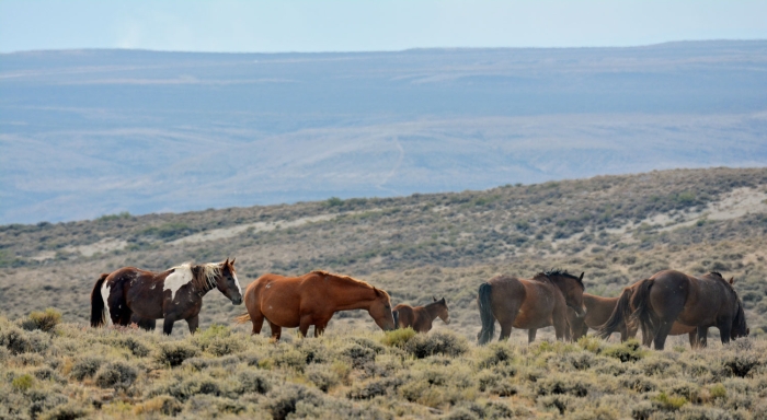 Pinto's Herd