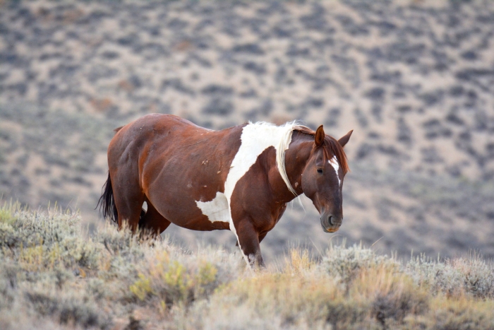 Another King Stallion