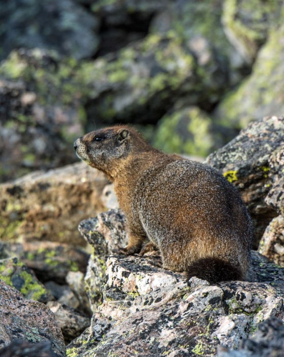 Golden Marmot